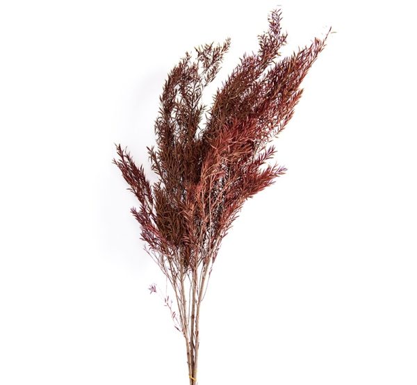 Flor Seca Onixia
