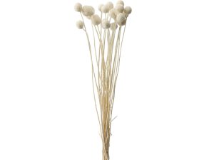 Flor Natural Caliza