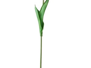 Tulipan Elegance